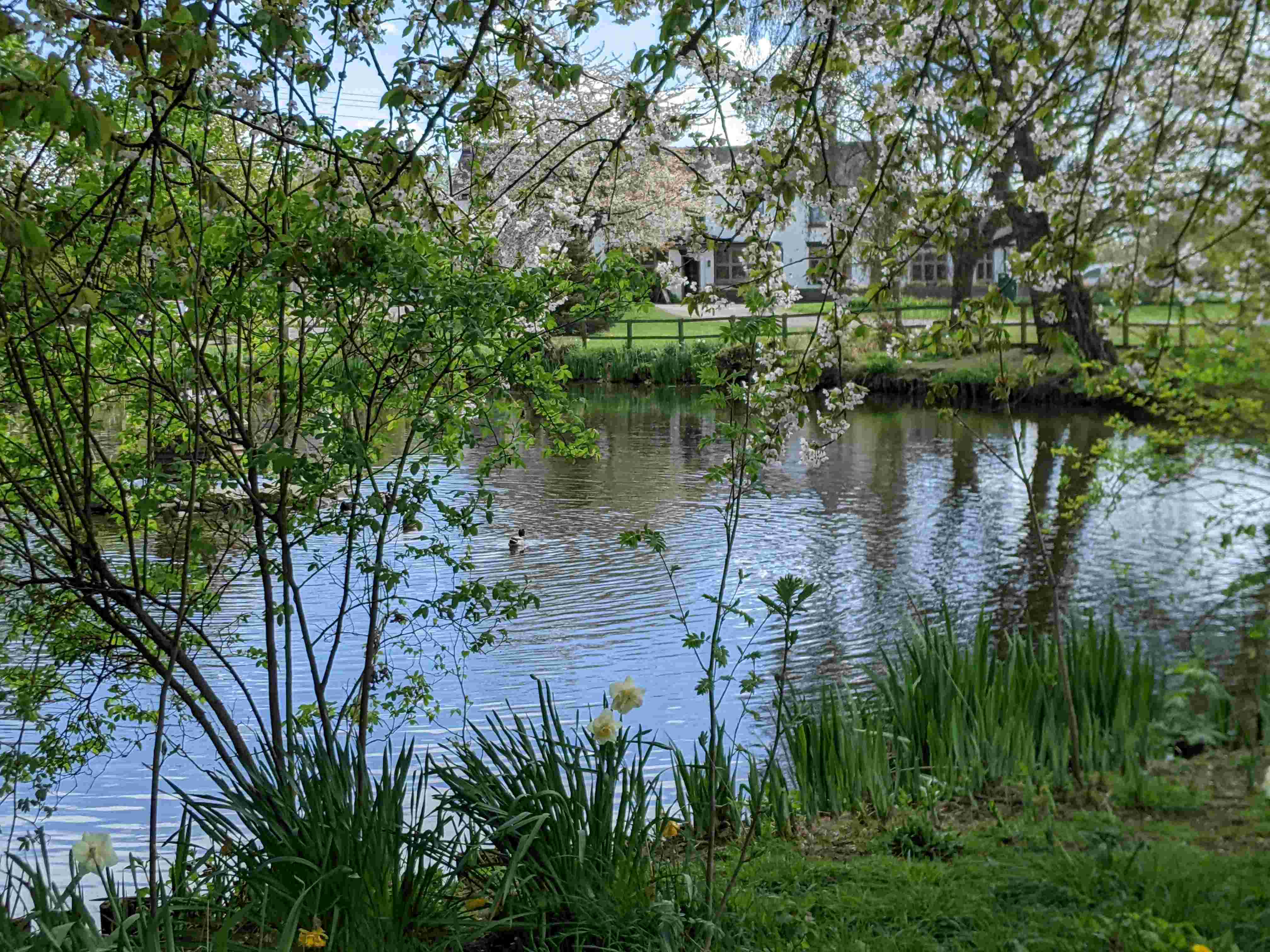 Village pond, April 2025